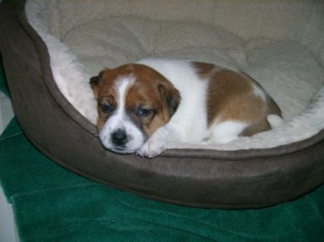 Daisy 4 weeks
