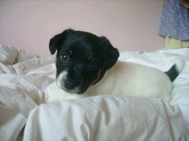 Nell 5 weeks old