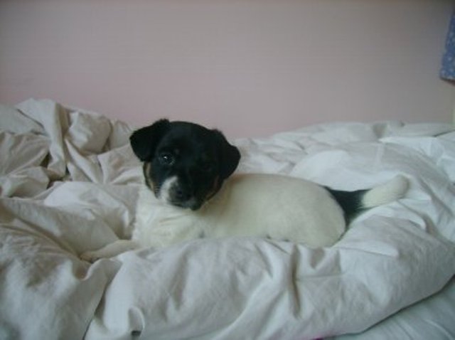 Nell 5 weeks old