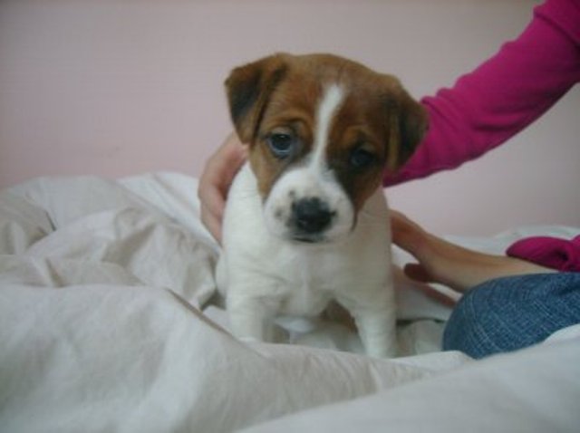 Daisy 5 weeks old