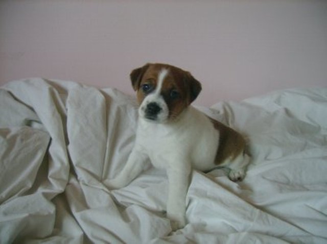 Daisy 5 weeks old