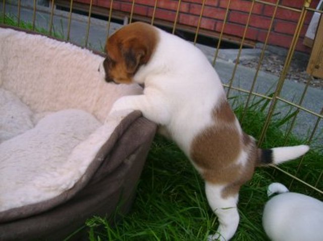 Daisy outside1