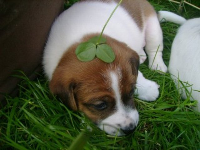 Daisy outside3