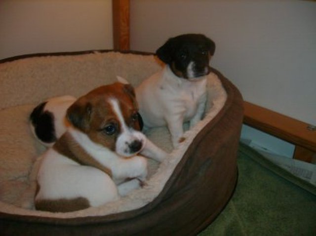 Daisy and Nell
