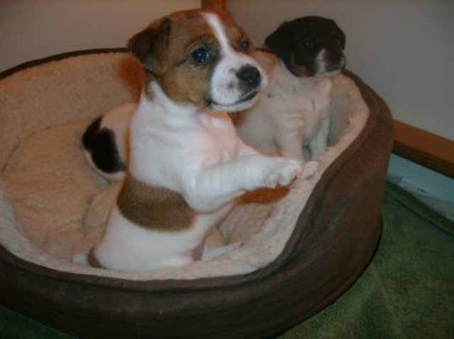 Daisy and Nell-2