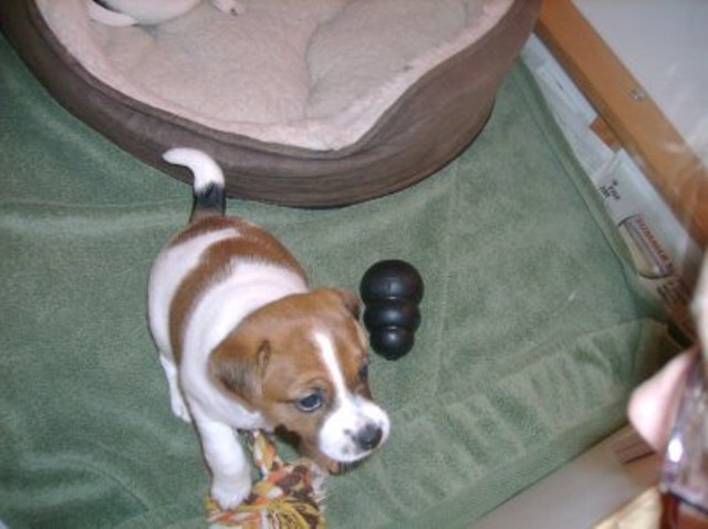 Daisy w toys