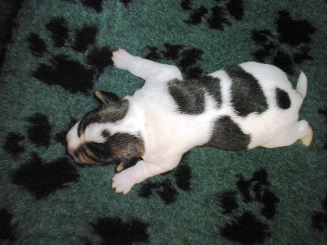 Puppy2