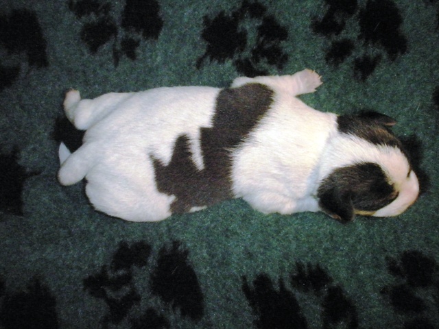 Puppy3