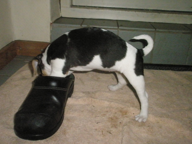 in the clog